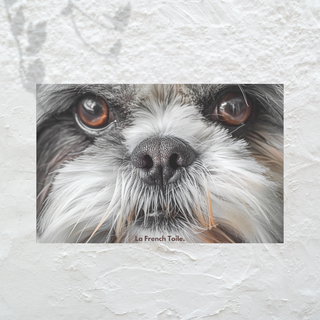 Shih Tzu, charmant et expressif, avec des longs poils soyeux.