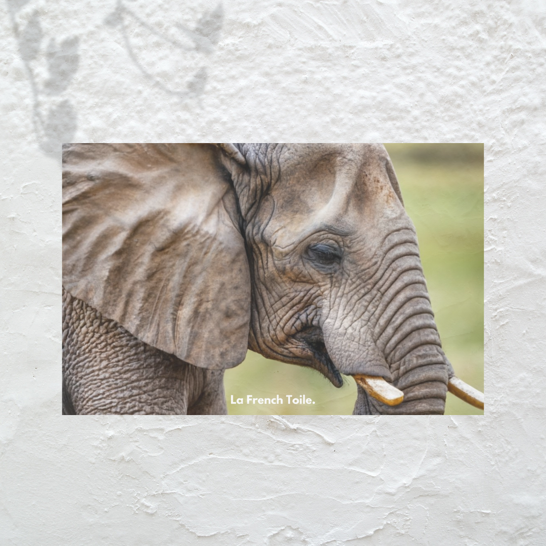 Éléphant majestueux, puissant, dans son habitat naturel.