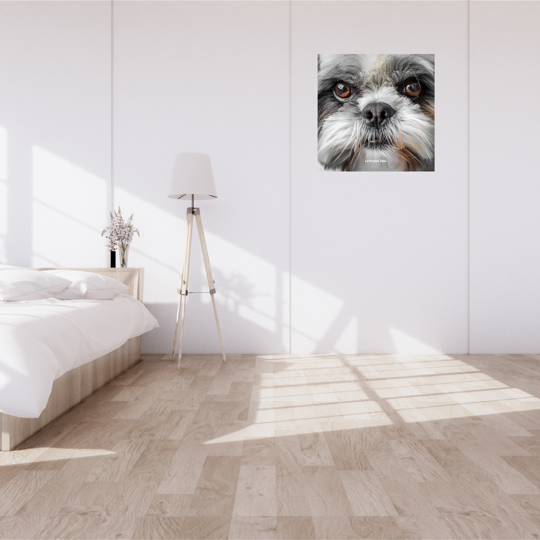 Shih Tzu, charmant et expressif, avec des longs poils soyeux.