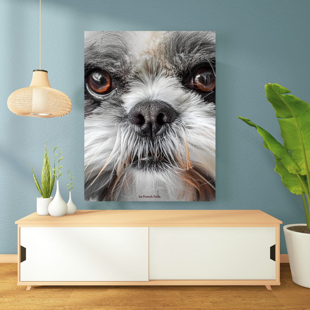 Shih Tzu, charmant et expressif, avec des longs poils soyeux.