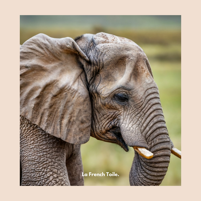 Éléphant majestueux, puissant, dans son habitat naturel.